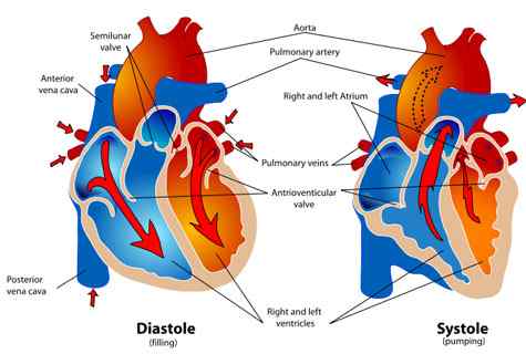 Différence entre la valve aortique et la valve mitrale