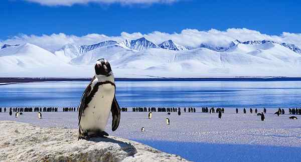 Diferencia entre el ártico y la antártica