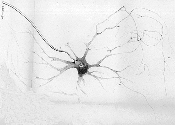 Différence entre les axones et les dendrites