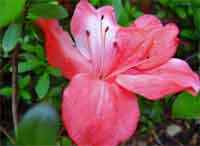 Perbedaan antara azalea dan rhododendron