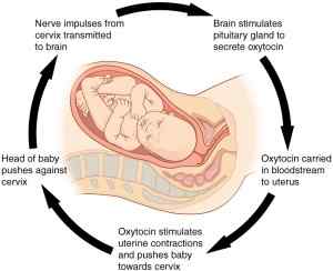 Différence entre le mouvement du bébé et les contractions