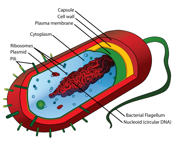 Diferencia entre bacterias y virus