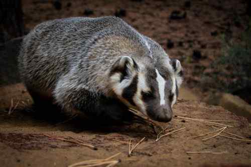 Perbezaan antara badger dan wolverine