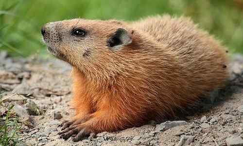 Différence entre le castor et la marmotte