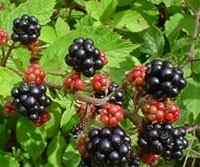 Unterschied zwischen Blackberry und Blaubeere