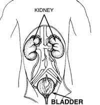 Diferencia entre la vejiga y la infección renal