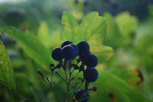 Diferencia entre Blue Cohosh y Black Cohosh