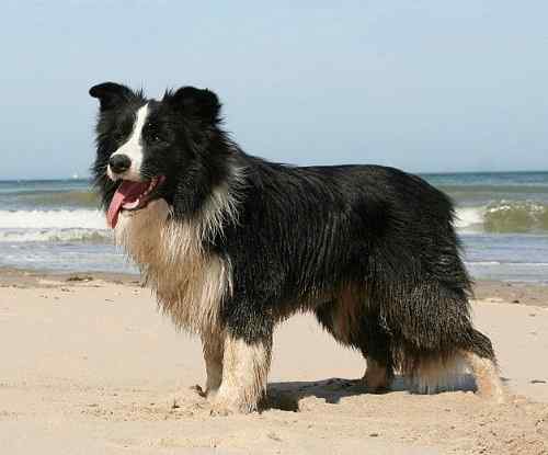 Diferencia entre Border Collie y Pastor Australiano