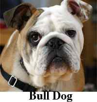 Perbezaan antara bulldog dan pit bull