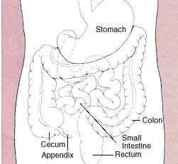 Différence entre la digestion chimique et mécanique