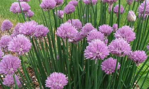 Perbezaan antara chives dan daun bawang