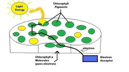 Różnica między chlorofilami i chloroplastami