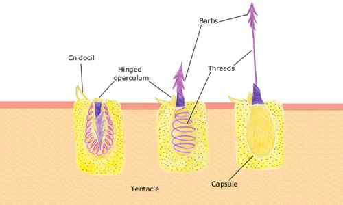 Perbezaan antara cnidocyte dan nematocyst