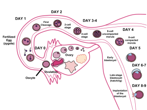 Différence entre la conception et la gestation