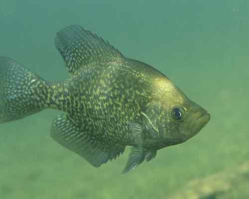 Perbezaan antara crappie dan bluegill