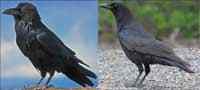 Różnica między Crow a Raven