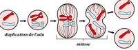 Diferencia entre citocinesis y mitosis