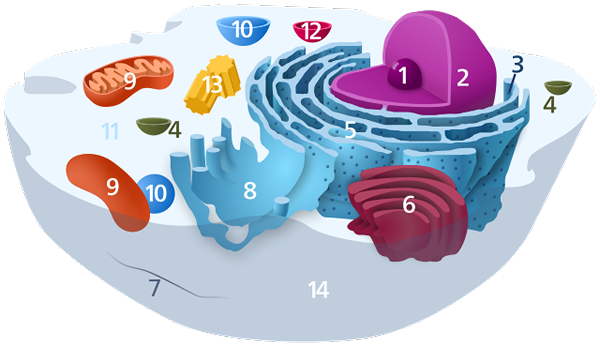 Différence entre le cytoplasme et le cytosquelette