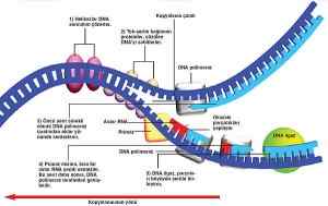 Différence entre l'ADN polymérase 1 et 3