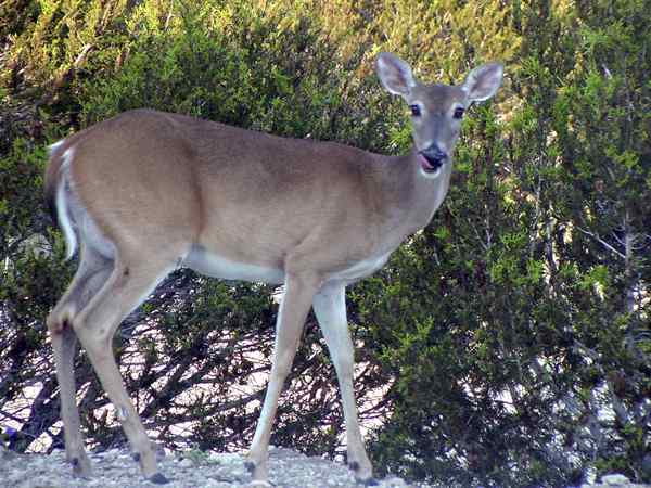 Différence entre Doe et Buck