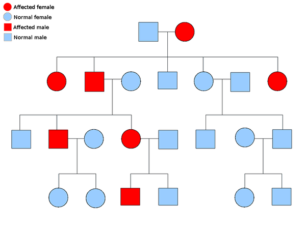 Différence entre le gène dominant et le gène récessif