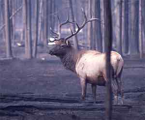 Différence entre le wapiti et le caribou