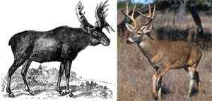 Différence entre le wapiti et le cerf