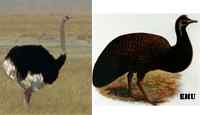 Diferencia entre emu y avestruz