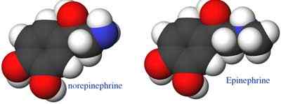 Différence entre l'épinéphrine et la norépinéphrine