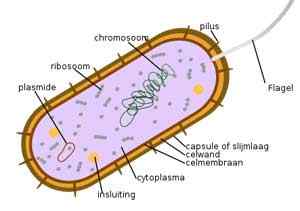 Diferencia entre eubacterias y arquebacterias