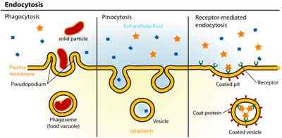 Różnica między egzocytozą a endocytozą