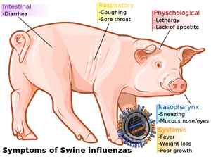 Unterschied zwischen Grippe und Schweinegrippe