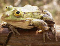 Unterschied zwischen Frosch und einer Kröte