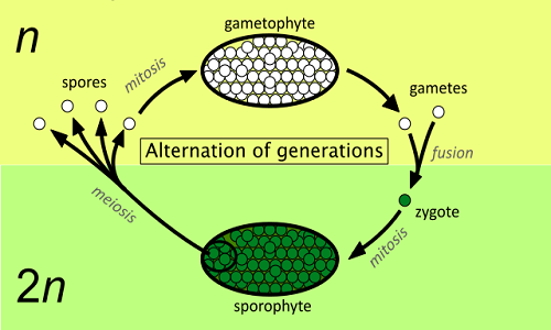 Différence entre les gamétophytes et les sporophytes