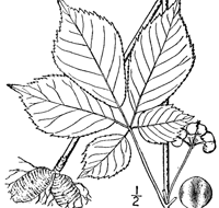 Diferencia entre ginseng y cafeína