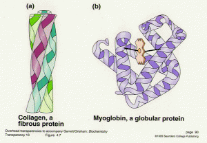 Perbedaan antara protein globular dan protein berserat