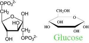 Différence entre le glucose et le fructose