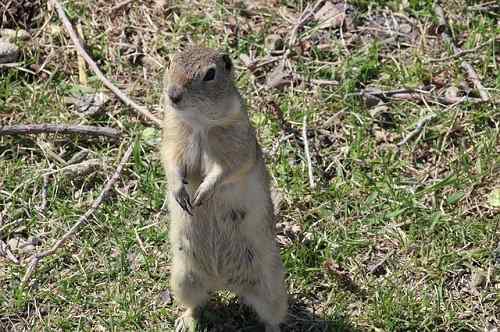 Perbezaan antara gopher dan tahi lalat