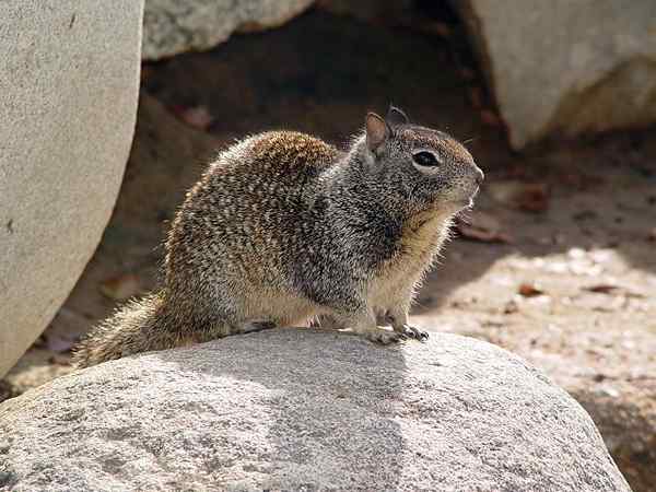 Unterschied zwischen Gophers und gemahlenen Eichhörnchen