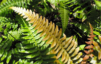 Différence entre les gymnospermes et les fougères