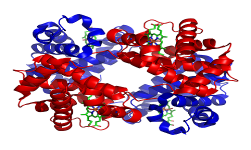 Perbezaan antara hemoglobin dan besi