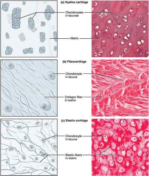 Différence entre le cartilage hyalin et le cartilage élastique