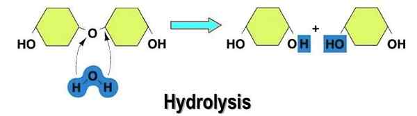 Différence entre l'hydrolyse et la synthèse de déshydratation