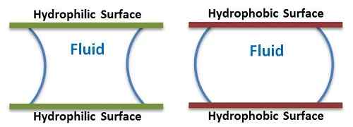 Diferencia entre hidrófilo e hidrofóbico