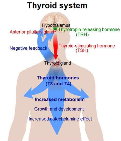 Unterschied zwischen Hypothyreose und Hyperthyreose