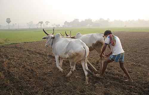 Perbedaan antara petani India dan u.S. Petani