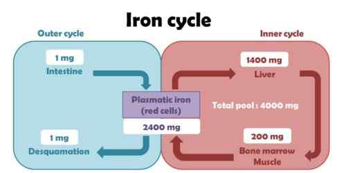 Différence entre le fer et le sulfate ferreux