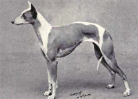 Diferencia entre el galgo italiano y el whippet