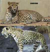 Unterschied zwischen Jaguar und Leopard