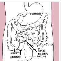 Différence entre le jéjunum et l'iléon